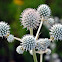 Rattlesnake Master