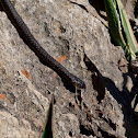 Western wip snake(melanistic)
