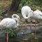 white flamingoes