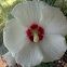 Rose of sharon