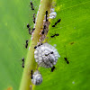 ants, aphids and scale insects(?)