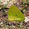 Cloudless Sulphur