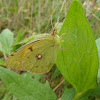 Clouded Yellow Butterfly