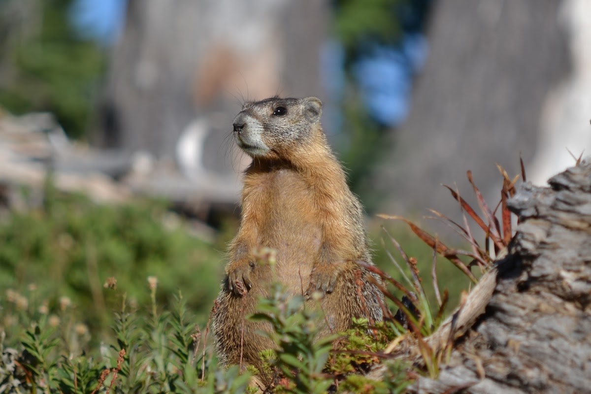 Yellow-bellied Marmot