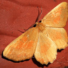 Orange Moth