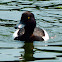 Tufted duck male