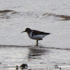 Common Sandpiper