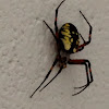 Black-and-Yellow Argiope