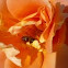 Abeja europea, abeja doméstica, abeja melífera