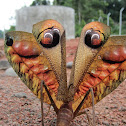 Leaf-mimic (bush cricket) Katydid