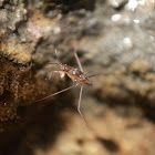 Water Strider