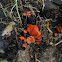 red cup fungus