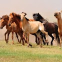Awesome Horse Wallpaper logo