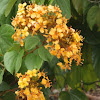 Orange Bauhinia