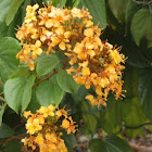 Orange Bauhinia