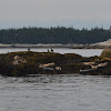 Atlantic Harbor Seal