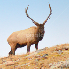 Hello, Big Boy !!! by Candy (Ellison) Downs - Animals Other Mammals