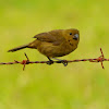 Thick-billed seed finch female