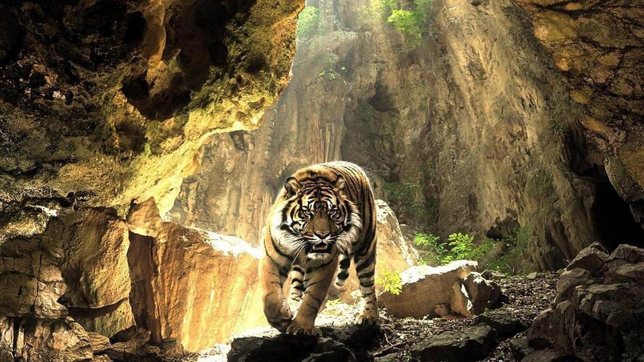 Tigres Papel De Parede Vivo Revenue Download Estimates Google