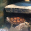 Pan's box turtle
