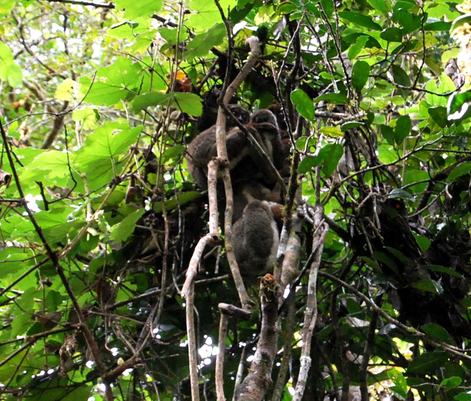 Eastern woolly lemur