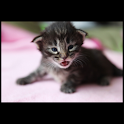 Animals : Kittens logo
