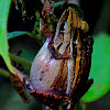 Stripe-rocket frog