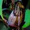 Stripe-rocket frog