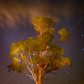Eucalypt by Night by Julien Johnston - Landscapes Starscapes