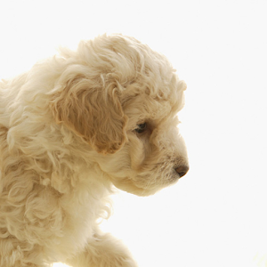 Poodle Puzzle.apk 1.1