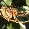 Araña de jardín europea