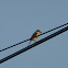 Brown Shrike (f)
