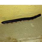 Centipede