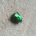 Goldsmith beetle