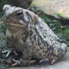 Fowler's toad