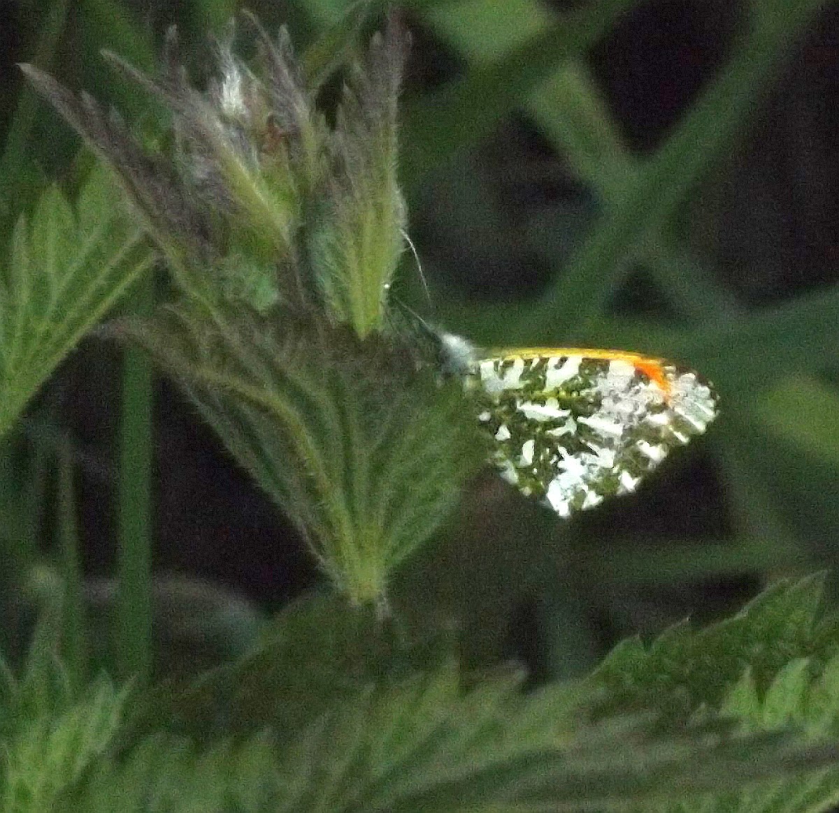 Orange tip Butterfly-closed wings