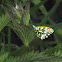 Orange tip Butterfly-closed wings
