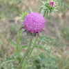 Wild Musk Thistle Weed