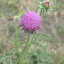 Wild Musk Thistle Weed
