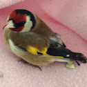 European Goldfinch