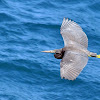 Eastern Reef Egret - Dark Morph