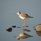 Greater yellowlegs