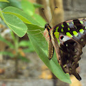 A female Tailed Jay