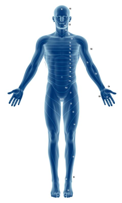 Dermatome Nerve Distribution Screen 2