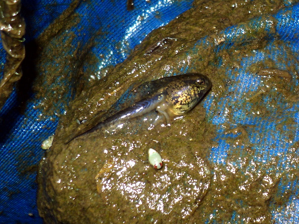 Tiger Salamander (tadpole)
