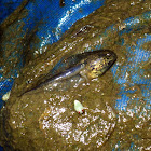 Tiger Salamander (tadpole)