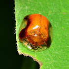 Tortoise Beetle