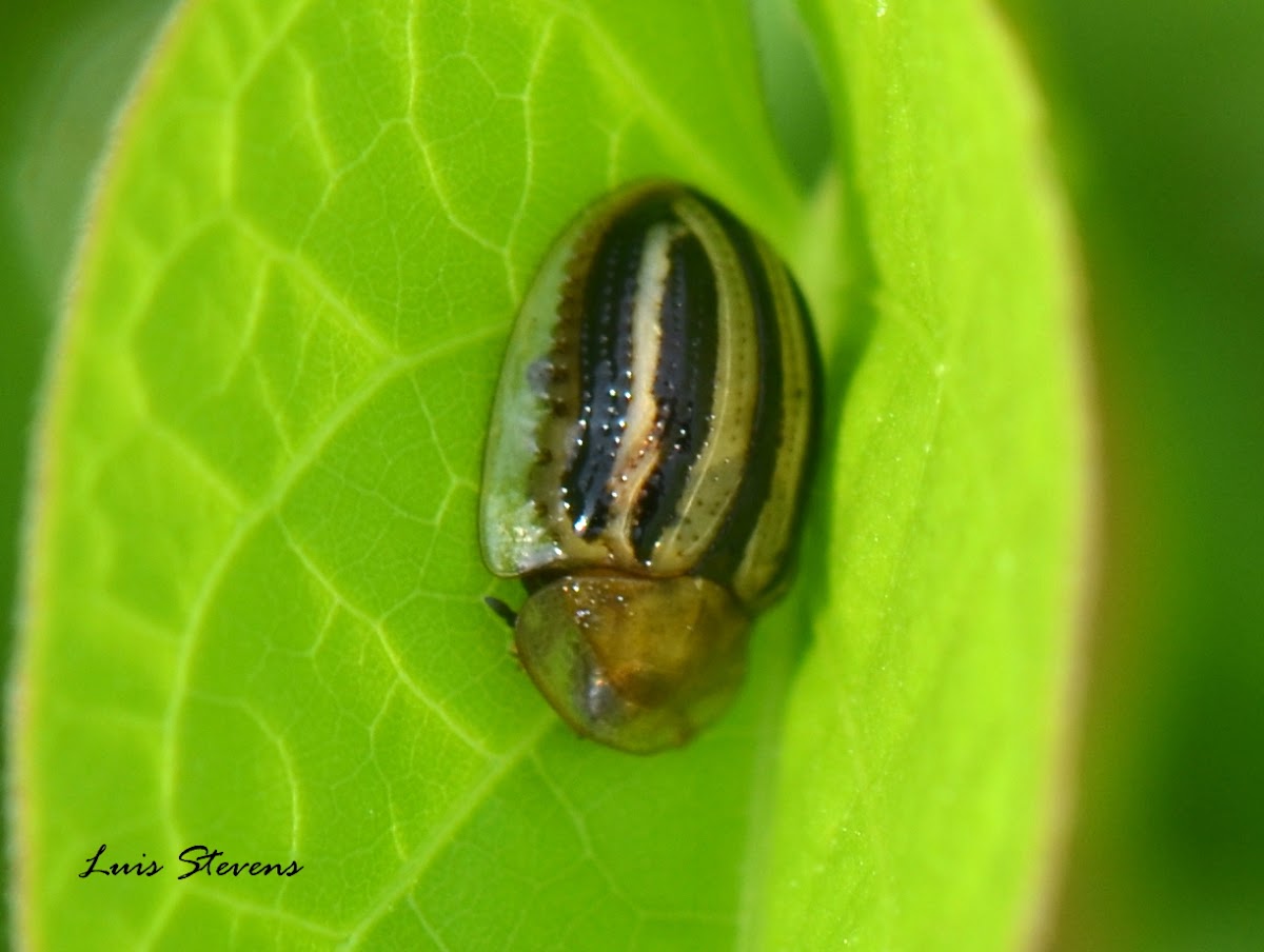 Tortoise Beetle | Project Noah