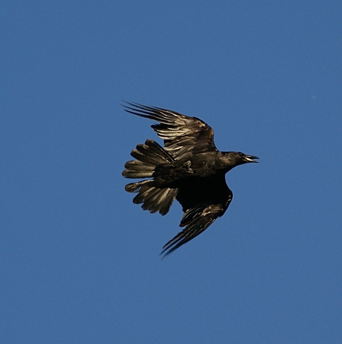 Common Raven