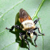 Robber Fly